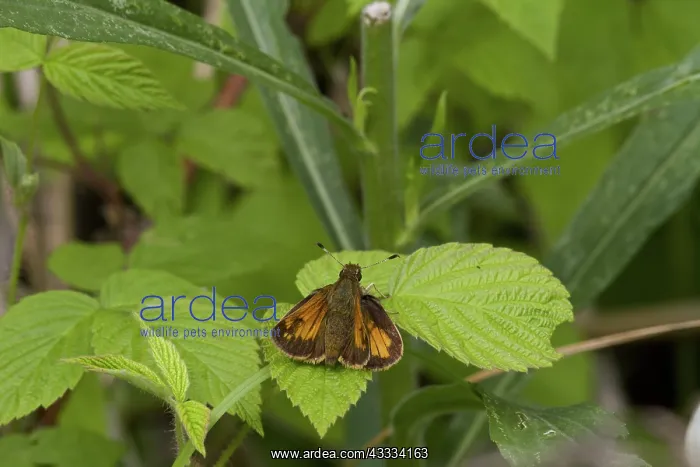 : Female Indian Skipper : Female Indian Skipper