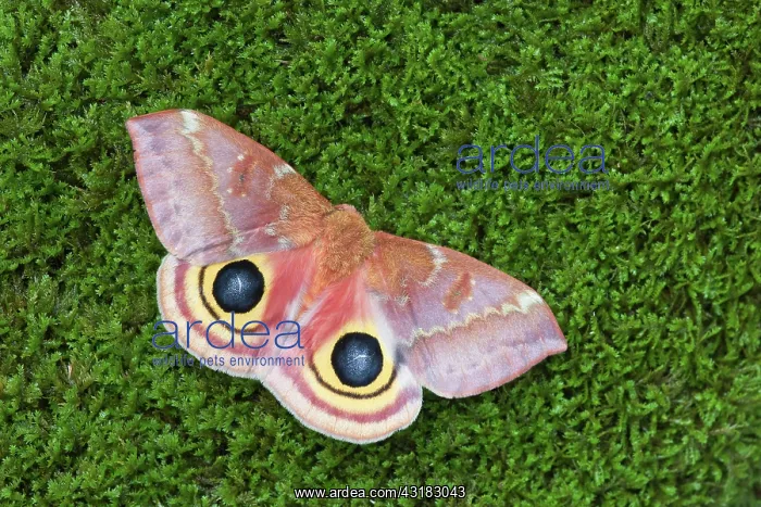 : Female IO Moth on moss : Female IO Moth on moss