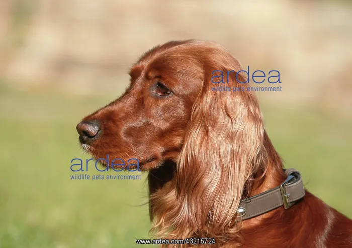 : Female Irish red setter, 2 years old, sideview : Female Irish red setter, 2 years old, sideview
