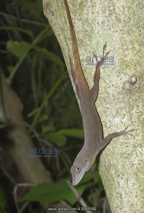: Female Jamaican Anole (Anolis grahami) : Female Jamaican Anole (Anolis grahami)