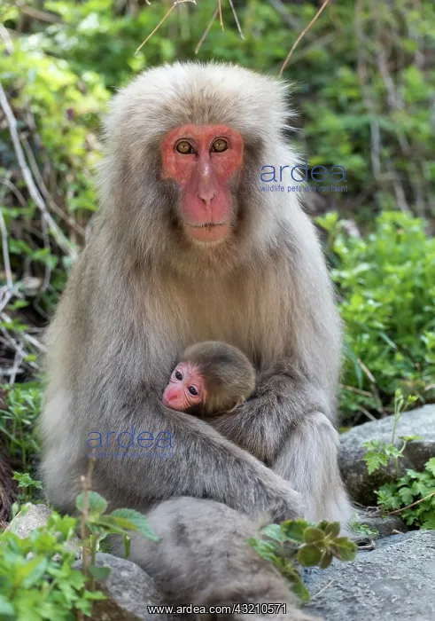 : Female Japanese Macaque (Macaca fuscata) with baby : Female Japanese Macaque (Macaca fuscata) with baby