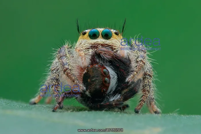 : Female jumping spider (Hyllus semicupreus) prey : Female jumping spider (Hyllus semicupreus) prey