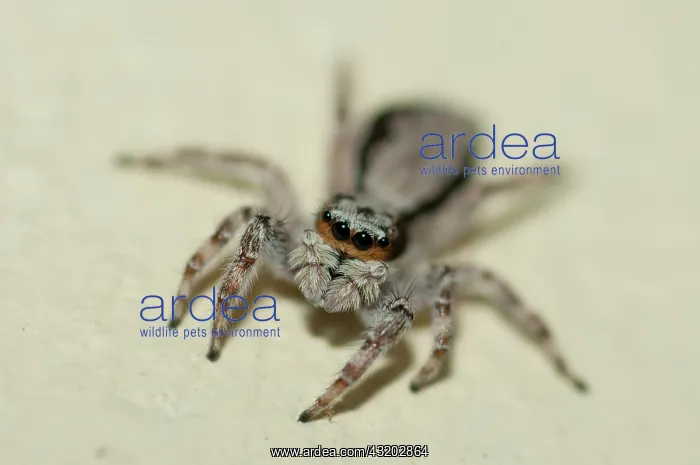 : Female Jumping Spider - Klungkung, Bali, Indonesia : Female Jumping Spider - Klungkung, Bali, Indonesia