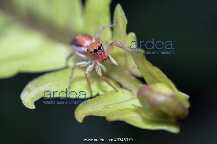 : Female Jumping Spider on leaf - Saba, Gianyar, Bali : Female Jumping Spider on leaf - Saba, Gianyar, Bali