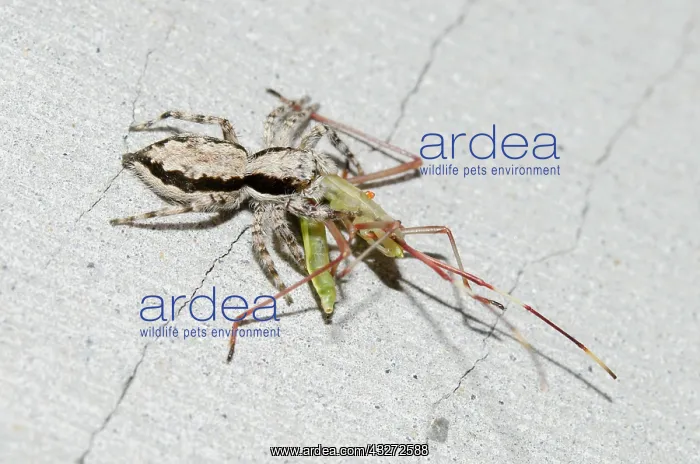 : Female Jumping Spider predating - Grain Sucking Bug (Leptoco : Female Jumping Spider predating - Grain Sucking Bug (Leptoco