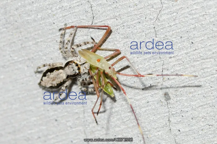 : Female Jumping Spider predating - Grain Sucking Bug (Leptoco : Female Jumping Spider predating - Grain Sucking Bug (Leptoco