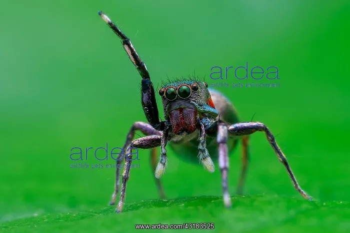 : Female jumping spider (Siler semiglaucus) : Female jumping spider (Siler semiglaucus)