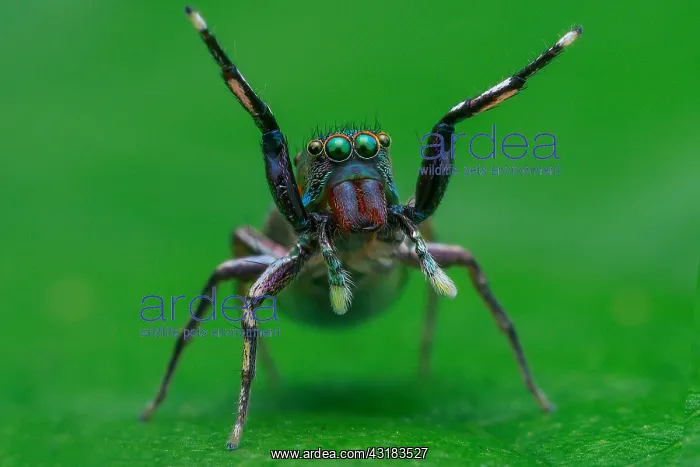 : Female jumping spider (Siler semiglaucus) : Female jumping spider (Siler semiglaucus)