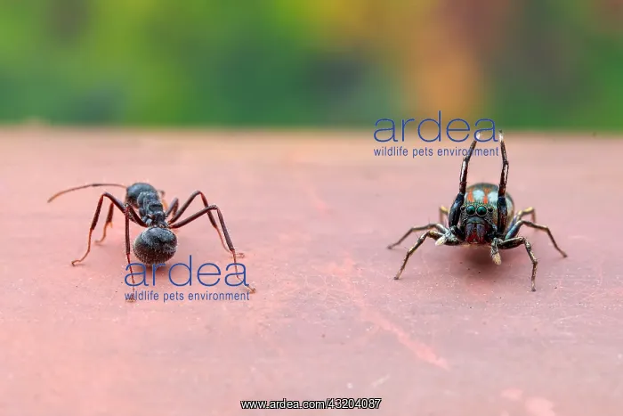 : A female jumping spider (Siler semiglaucus) catching : A female jumping spider (Siler semiglaucus) catching