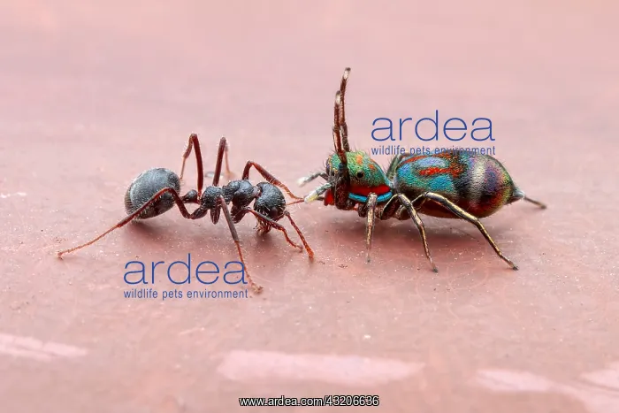 : A female jumping spider (Siler semiglaucus) catching : A female jumping spider (Siler semiglaucus) catching