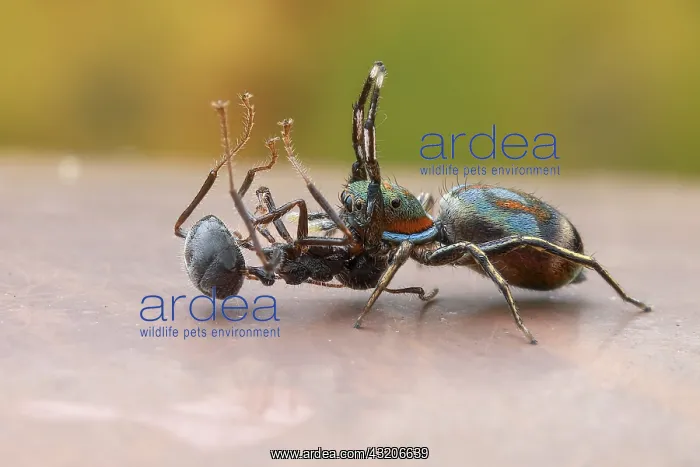: A female jumping spider (Siler semiglaucus) catching : A female jumping spider (Siler semiglaucus) catching
