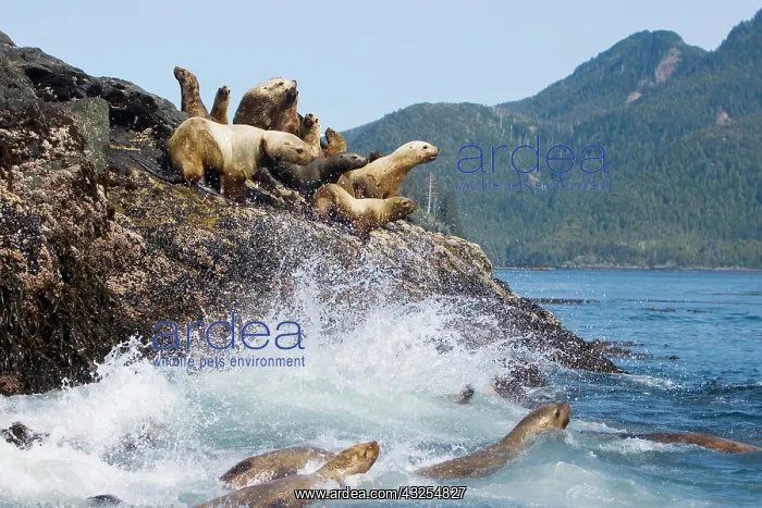 : Female and juvenile steller sea lions on : Female and juvenile steller sea lions on