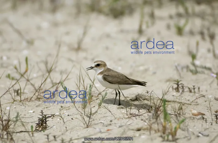 : Female Kentish / Snowy PLOVER : Female Kentish / Snowy PLOVER
