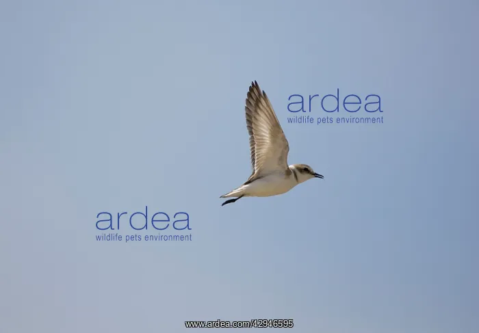 : Female Kentish / Snowy PLOVER : Female Kentish / Snowy PLOVER