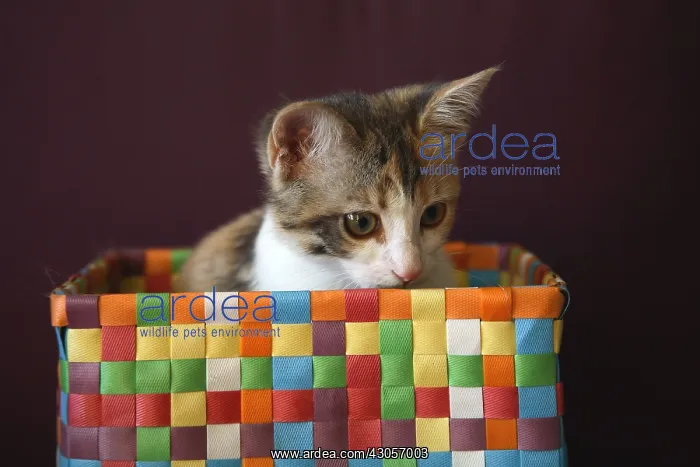 : Female Kitten sat in a multicolored basket : Female Kitten sat in a multicolored basket