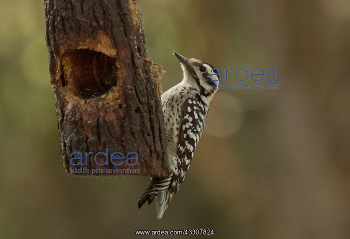 : Female Ladder-backed woodpecker - at feeder : Female Ladder-backed woodpecker - at feeder