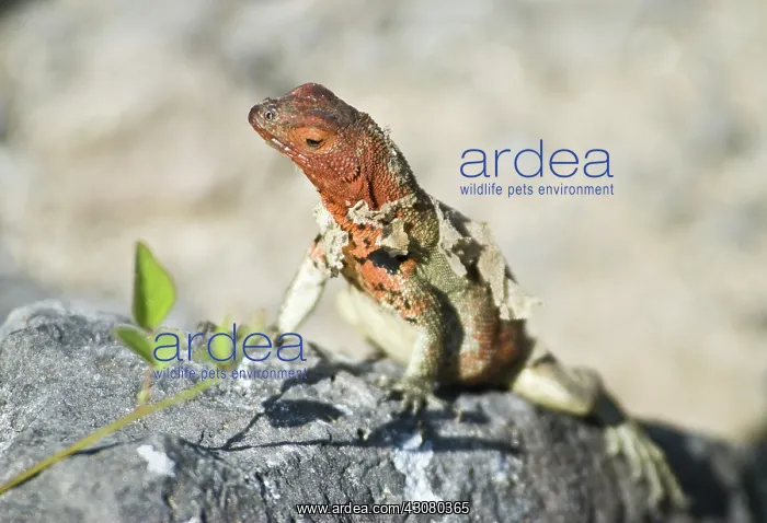 : Female lava lizard : Female lava lizard