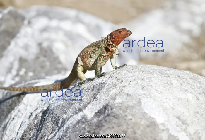 : Female lava lizard : Female lava lizard