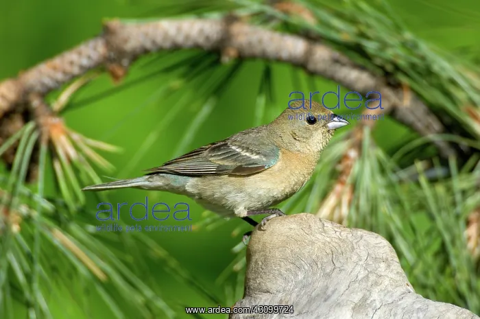 : Female Lazuli Bunting (Passerina amoena) : Female Lazuli Bunting (Passerina amoena)