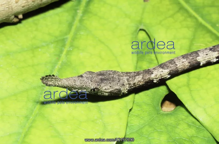 : Female Leafnose Snake : Female Leafnose Snake