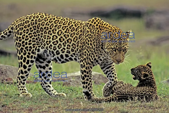 : Female Leopard and 2 month old cub : Female Leopard and 2 month old cub