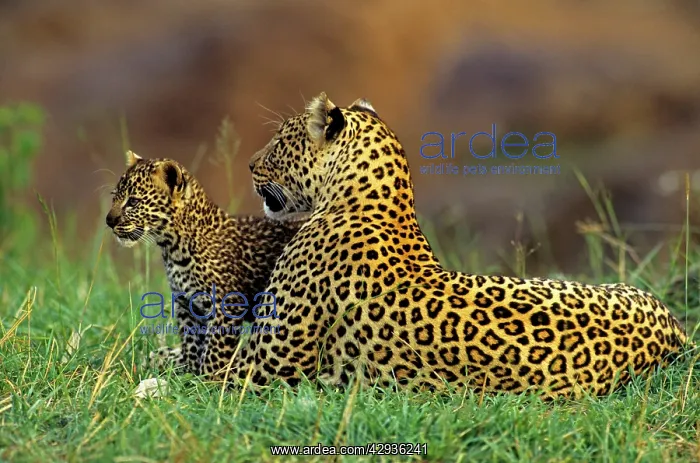 : Female Leopard and 2 month old cub : Female Leopard and 2 month old cub