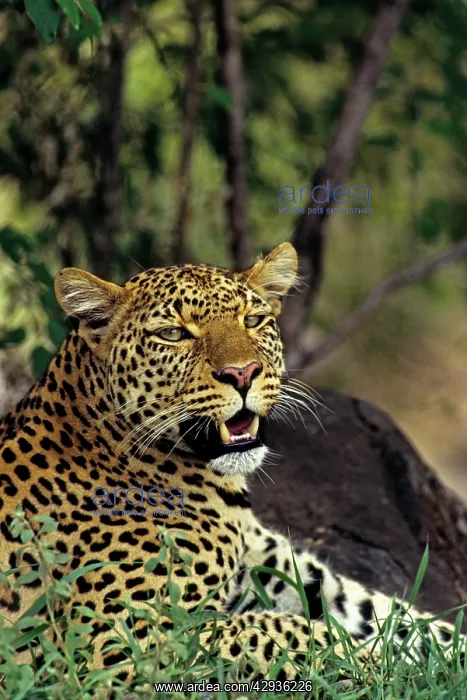 : Female Leopard : Female Leopard