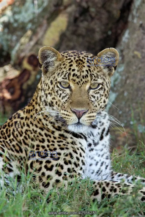 : Female Leopard : Female Leopard