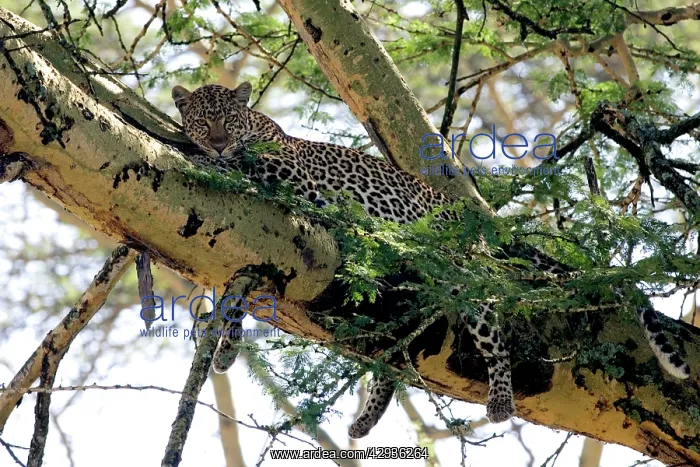 : Female Leopard in Acacia tree : Female Leopard in Acacia tree