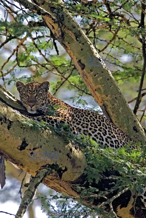 : Female Leopard in Acacia Tree : Female Leopard in Acacia Tree