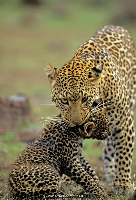 : Female Leopard carrying 2 month old cub : Female Leopard carrying 2 month old cub