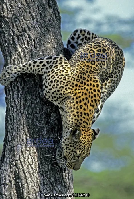 : Female Leopard climbing down fig tree : Female Leopard climbing down fig tree