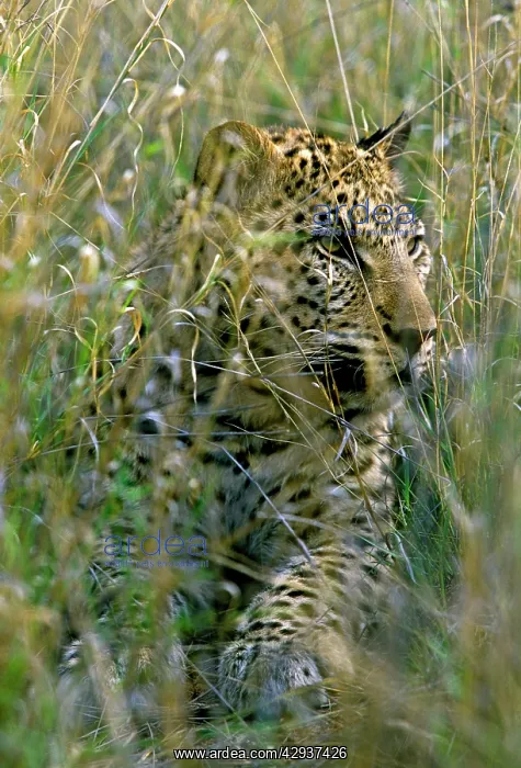 : Female Leopard in grass : Female Leopard in grass