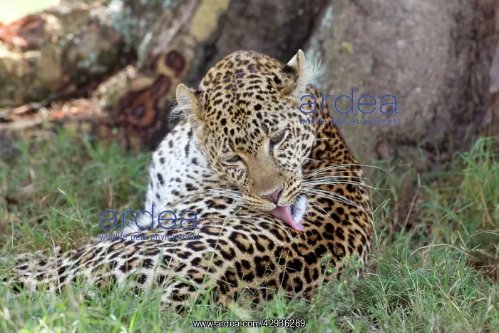 : Female Leopard grooming : Female Leopard grooming
