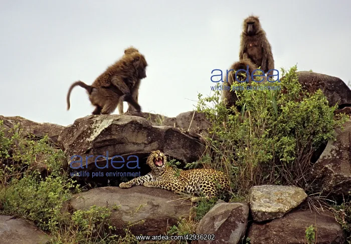 : Female leopard being harrassed by Olive Baboons : Female leopard being harrassed by Olive Baboons