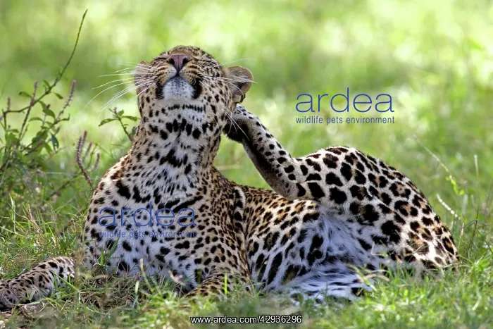 : Female Leopard - Lying in grass scratching an itch : Female Leopard - Lying in grass scratching an itch