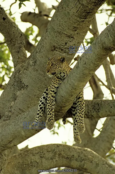 : Female Leopard - Lying in tree : Female Leopard - Lying in tree