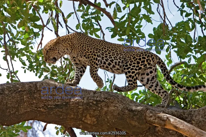  : Female Leopard walking on tree branch