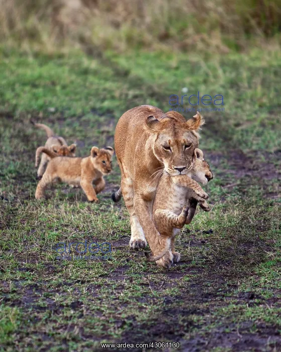 : Female Lion with cubs (Panthera Leo) as : Female Lion with cubs (Panthera Leo) as