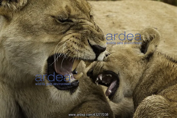  : A female Lion (Panthera leo) disciplines her young