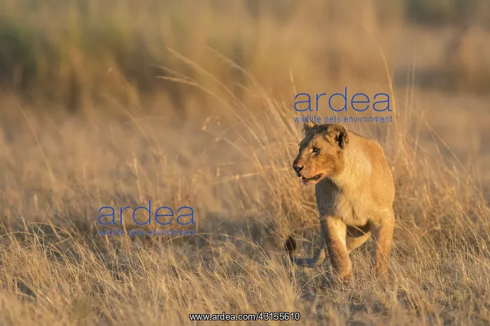 : Lion. Female Lion (panthera leo) walking in grass at sunrise : Lion. Female Lion (panthera leo) walking in grass at sunrise