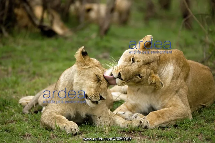 : Female Lions, Panthera leo, grooming each : Female Lions, Panthera leo, grooming each