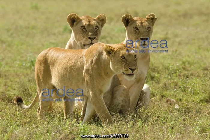 : Female Lions, Panthera leo, hunting and : Female Lions, Panthera leo, hunting and