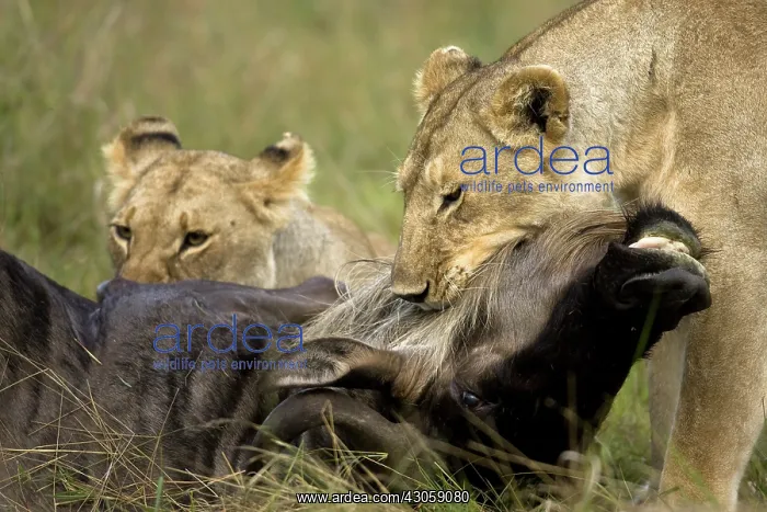 : Female Lions, Panthera leo, making a wildebeest : Female Lions, Panthera leo, making a wildebeest