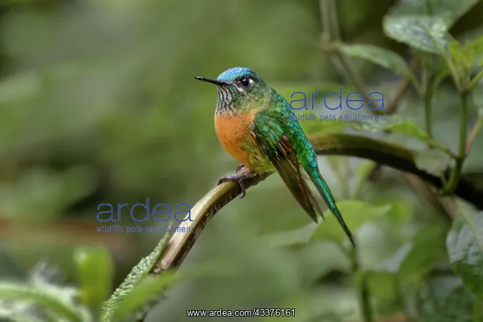 : Female Long-tailed sylph, Ecuador : Female Long-tailed sylph, Ecuador