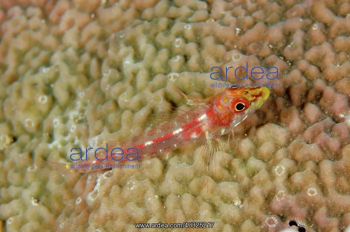 : Female Longjaw Triplefin - Loleo dive site, Weda : Female Longjaw Triplefin - Loleo dive site, Weda