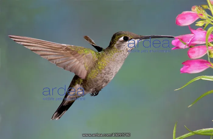 : Female Magnificent Hummingbird at flower : Female Magnificent Hummingbird at flower