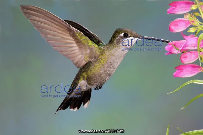 : Female Magnificent Hummingbird at flower : Female Magnificent Hummingbird at flower