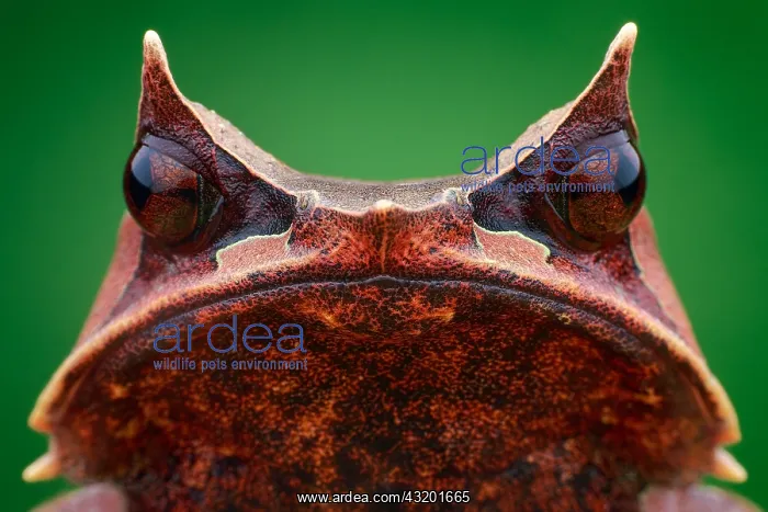 : A female Malayan horned frog (Megophrys nasuta) : A female Malayan horned frog (Megophrys nasuta)