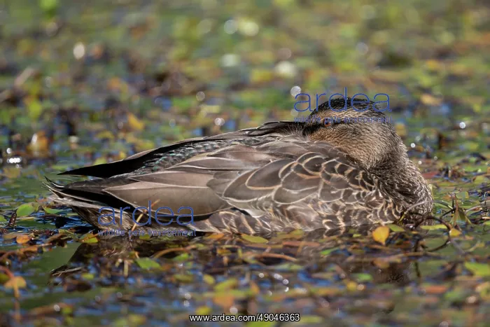: Female Mallard : Female Mallard